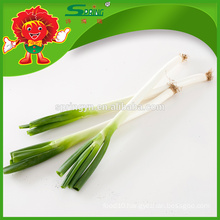 2015 Fresh Chinese green Chive new crop with top quality